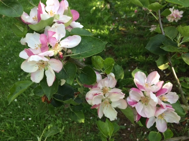 Apple Blossom in Millenium Orchard May 2019