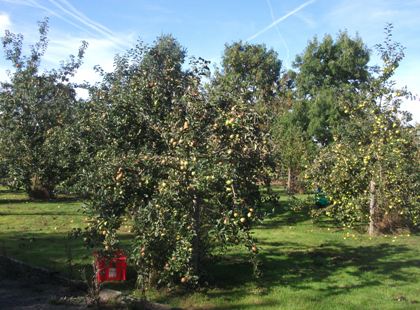 Millennium Orchard