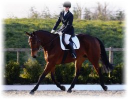 Horse at Onley Grounds Equestrian Center